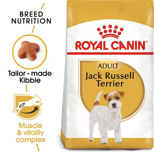 Jack Russell Adult