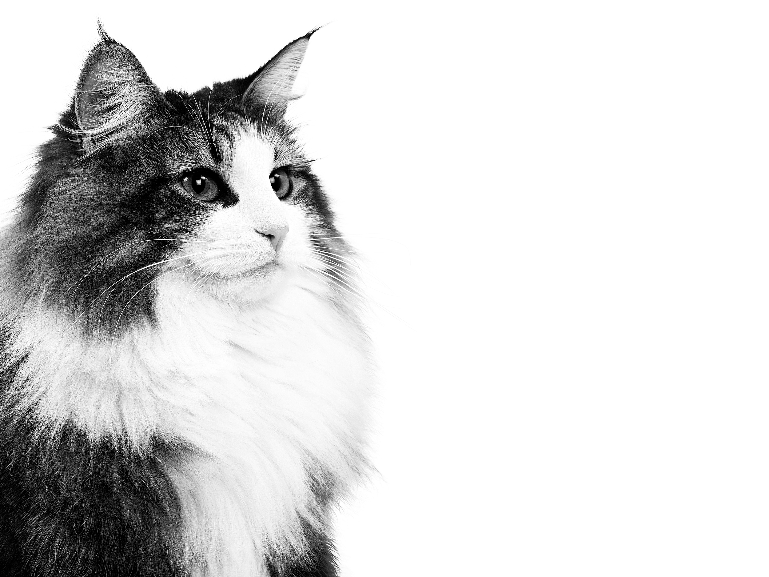 Norwegian Forest Cat adult in black and white