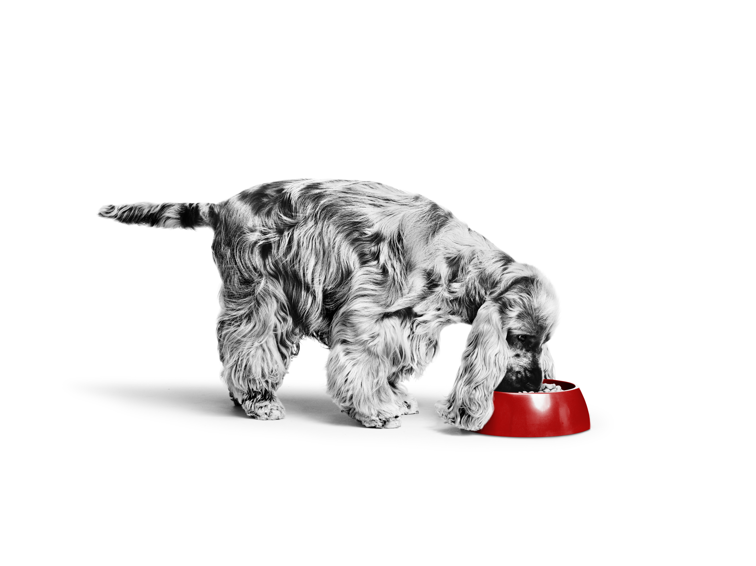 Black and white English Cocker Spaniel eating from a red bowl