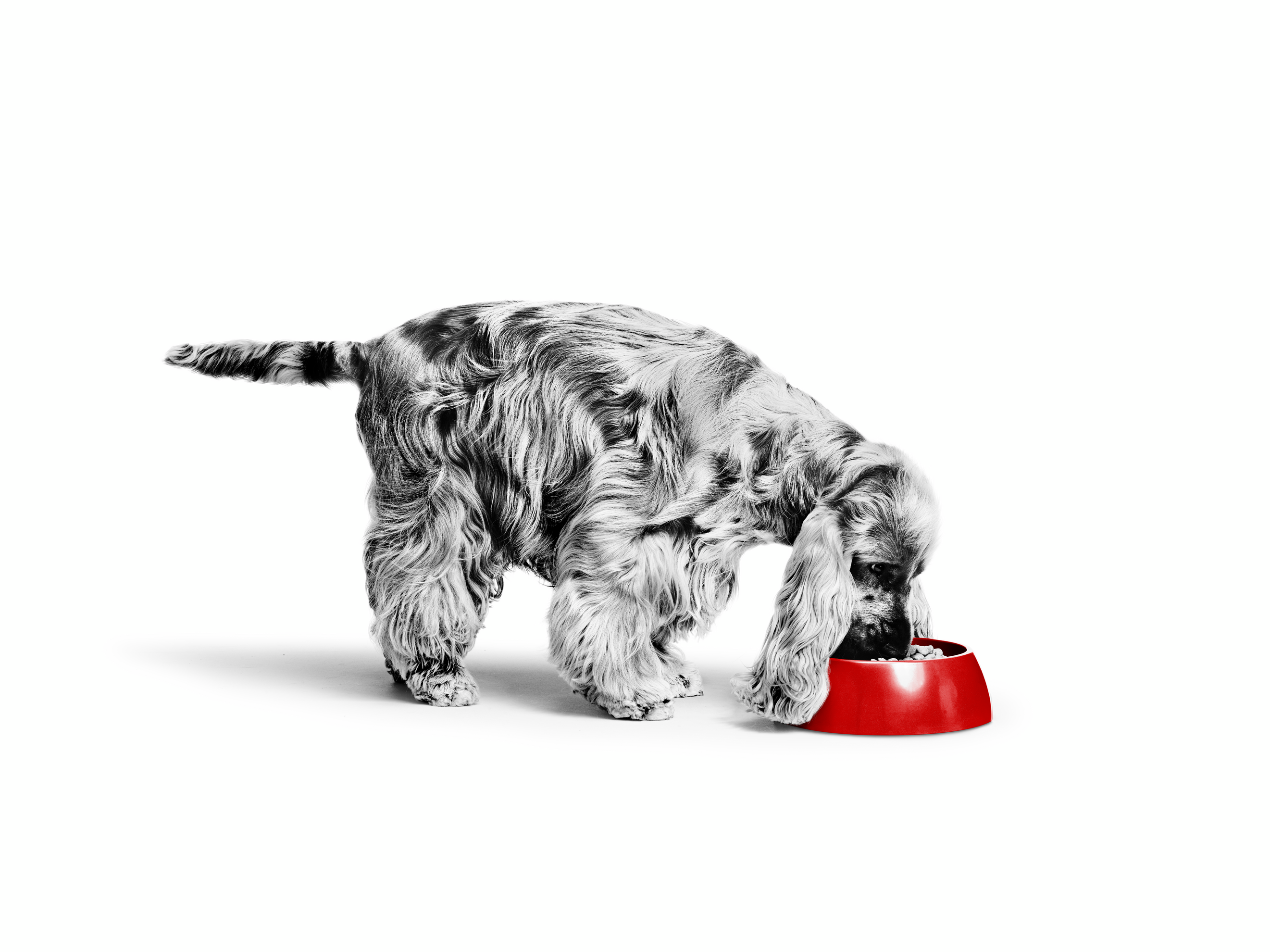 English Cocker Spaniel Adult in black and white eating in a red bowl