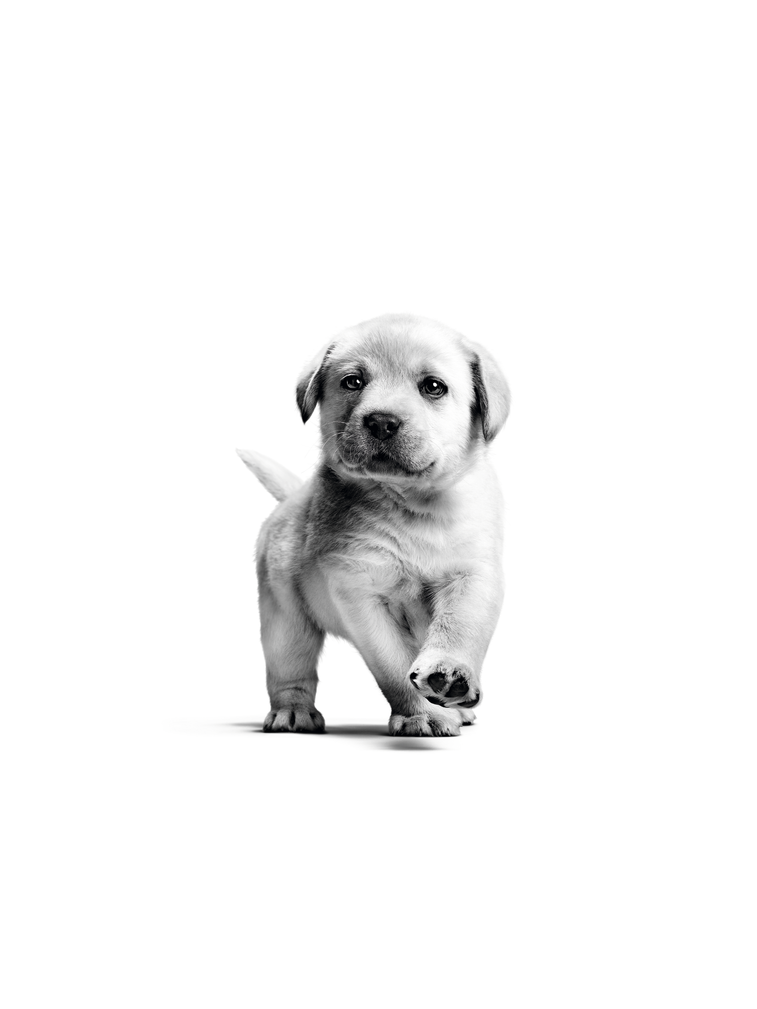 Labrador puppy standing black and white