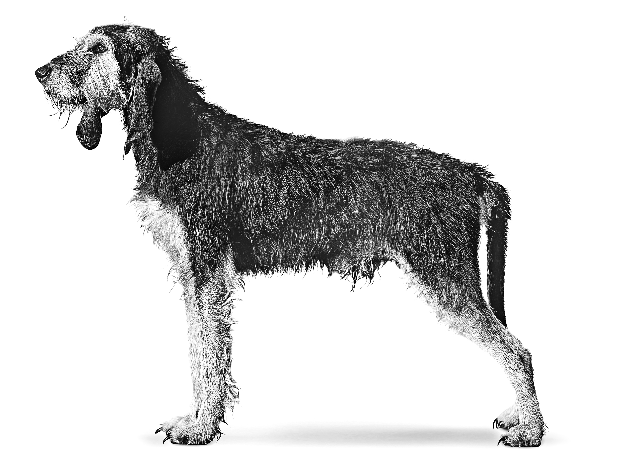 Italian Coarsehaired Hound adult black and white