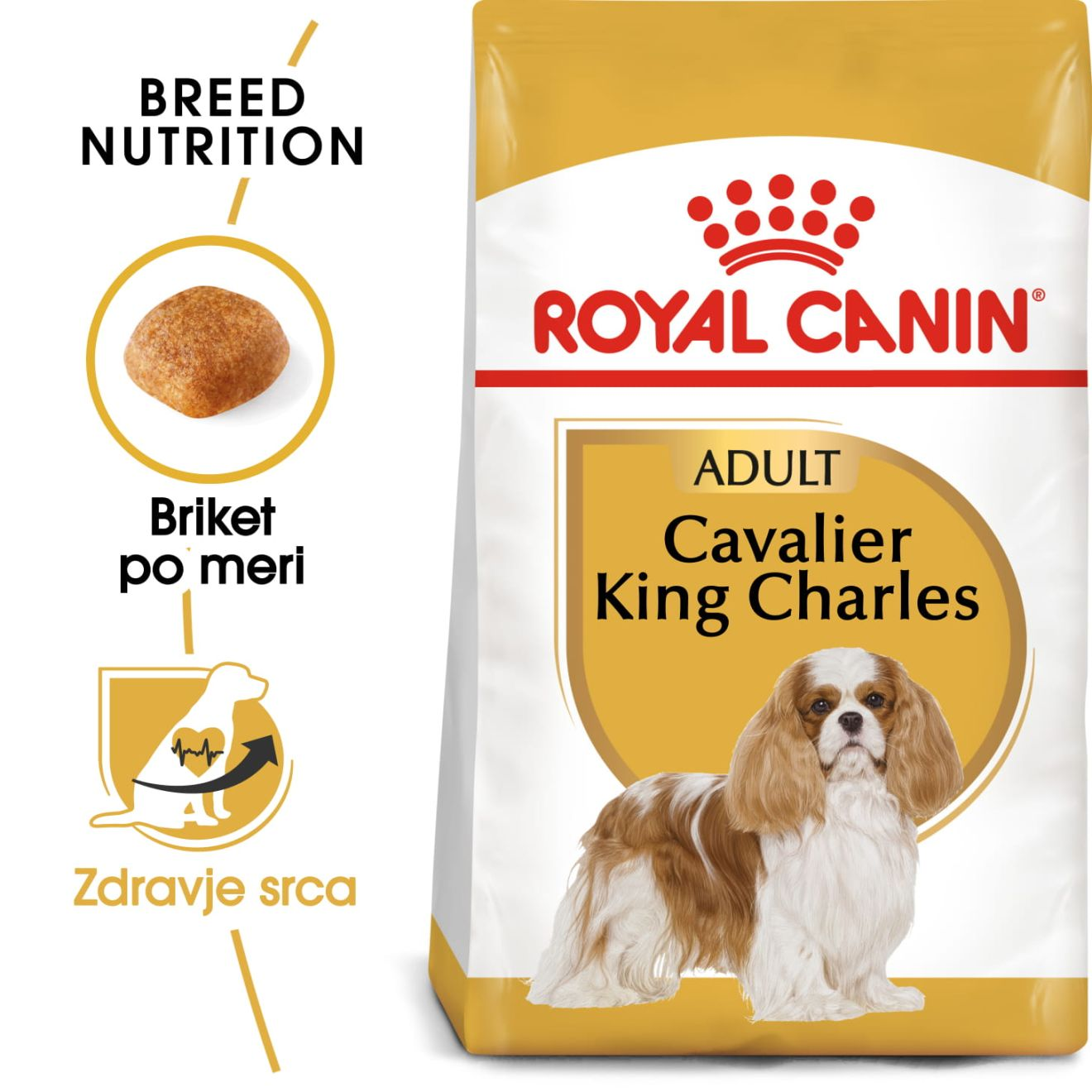 Cavalier King Charles Adult