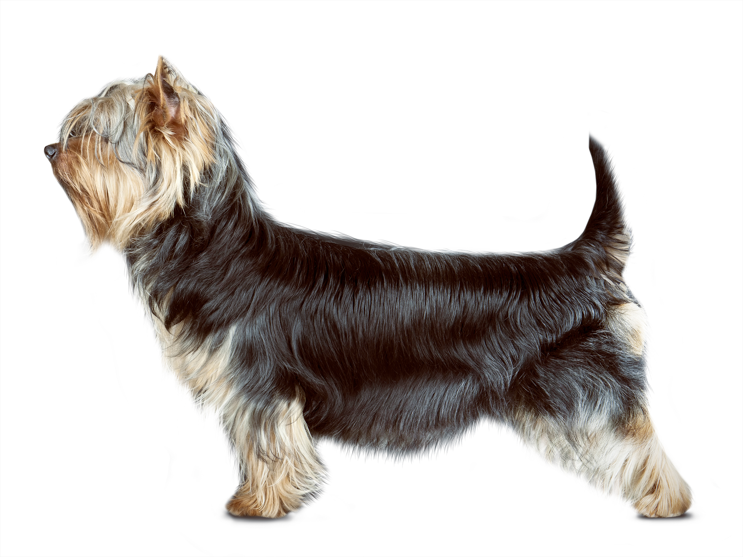 Silky Terrier adult in black and white