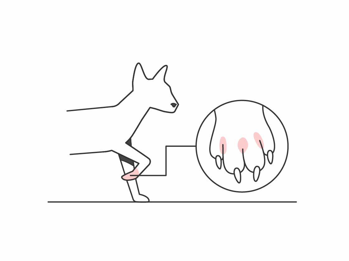 Illustration of cat paw