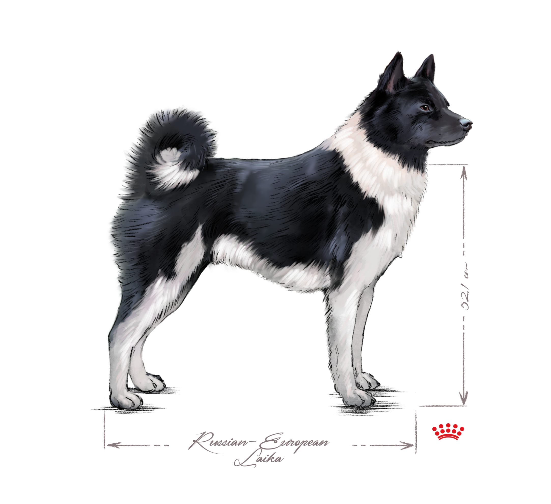 Russian European Laika adult standing