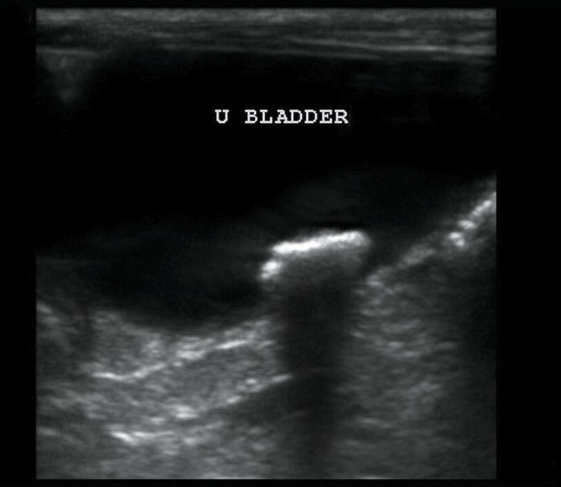 Front line ultrasound imaging of the feline urinary ...