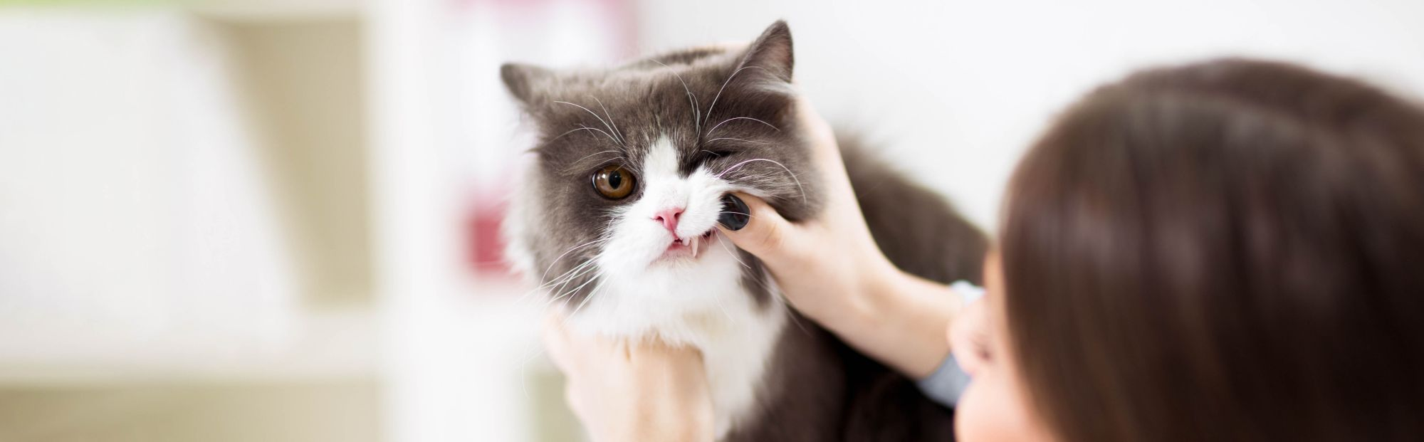 Woman checking her cats teeth