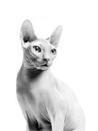  Ausgewachsene Sphynx-Katze in Schwarzweiß vor weißem 