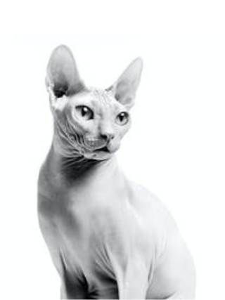 Ein Schwarzweiß-Foto einer sitzenden ausgewachsenen Sphynx-Katze vor weißem Hintergrund. Sie ist von schräg vorn aufgenommen und schaut von uns aus gesehsen nach rechts.