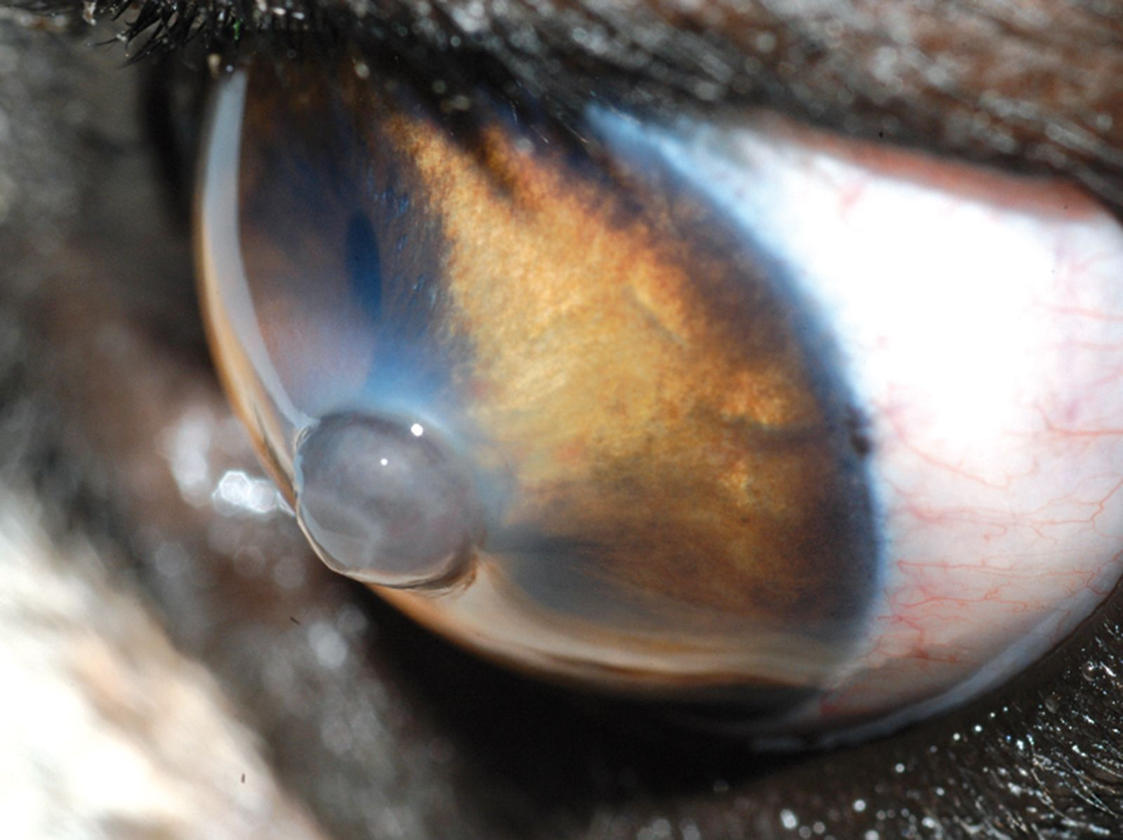 How I approach… Canine ocular emergencies Vet Focus