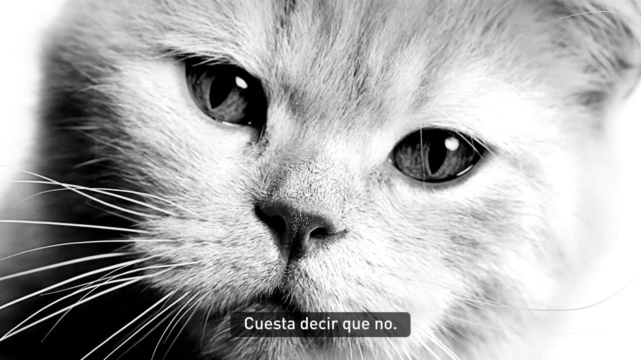 El peso ideal de tu gato 