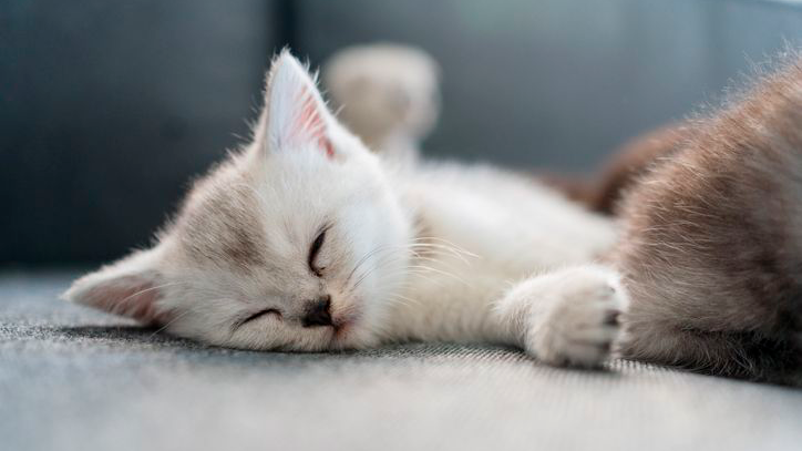 Gato blanco durmiendo en el sofá