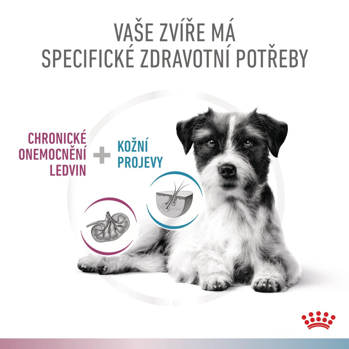 VHN Dog CA Renal-Hypoallergenic Small