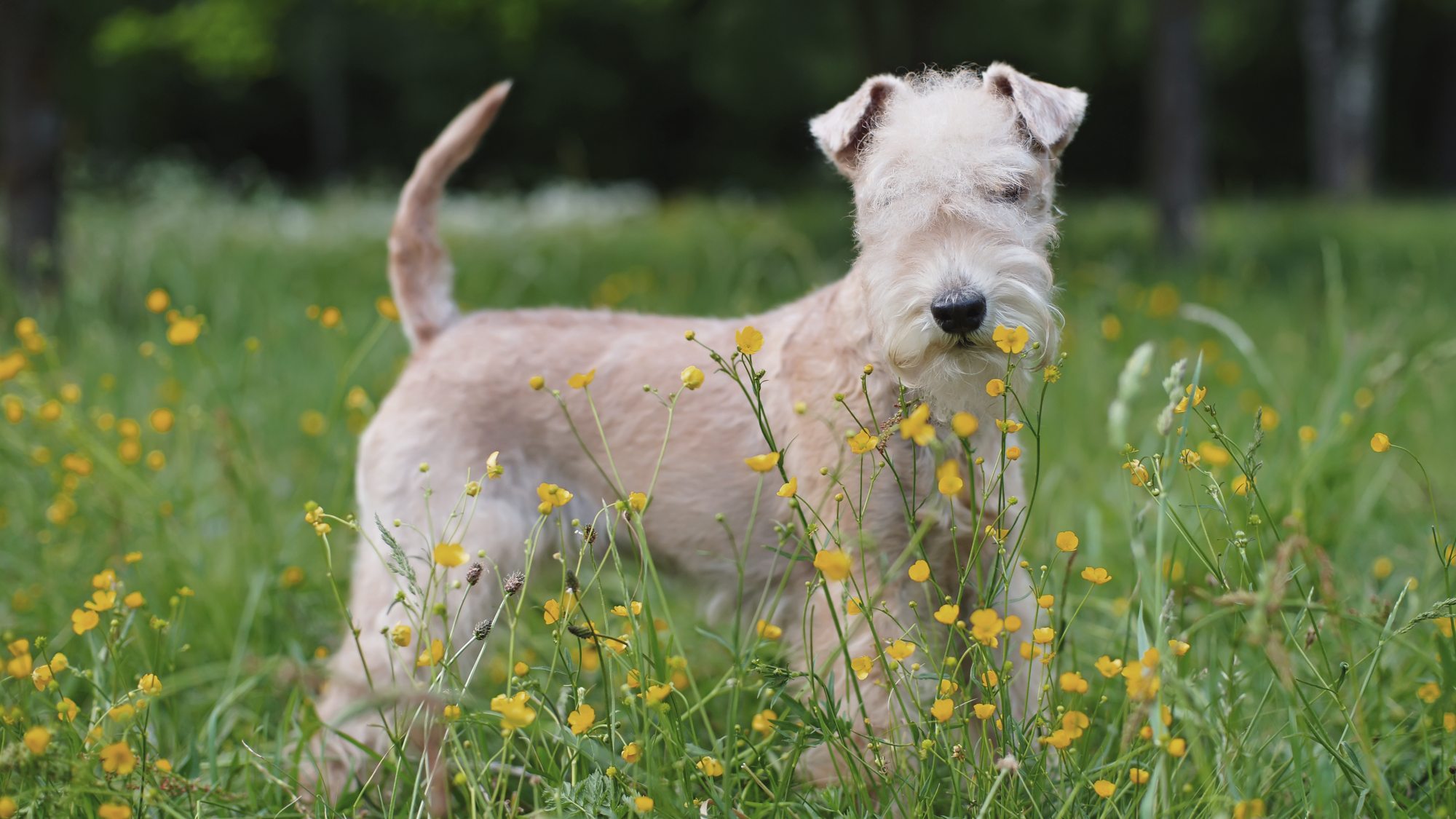 Lakeland Terrier standing amongst yellow flowers