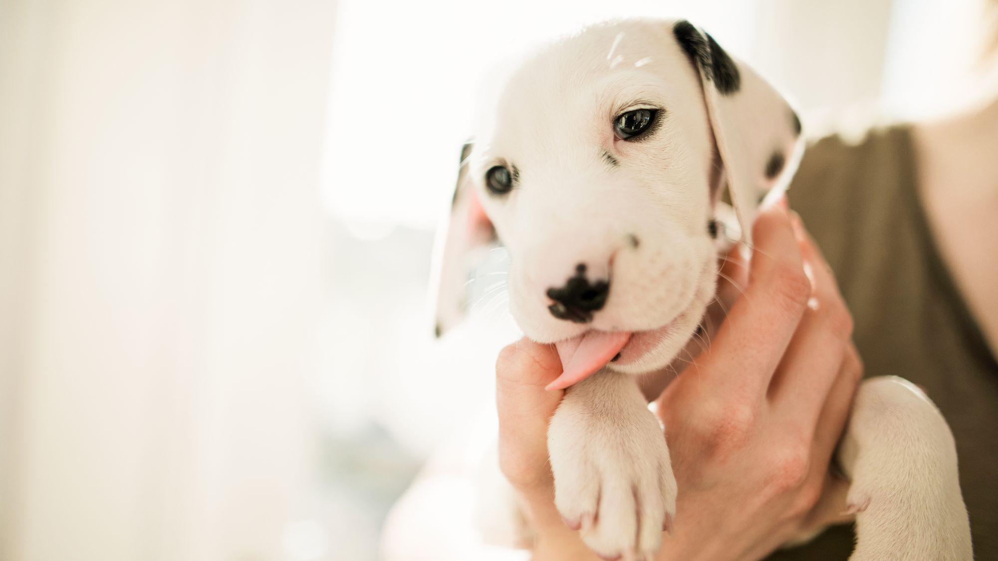 Dalmatiankoiran pentu omistajansa sylissä