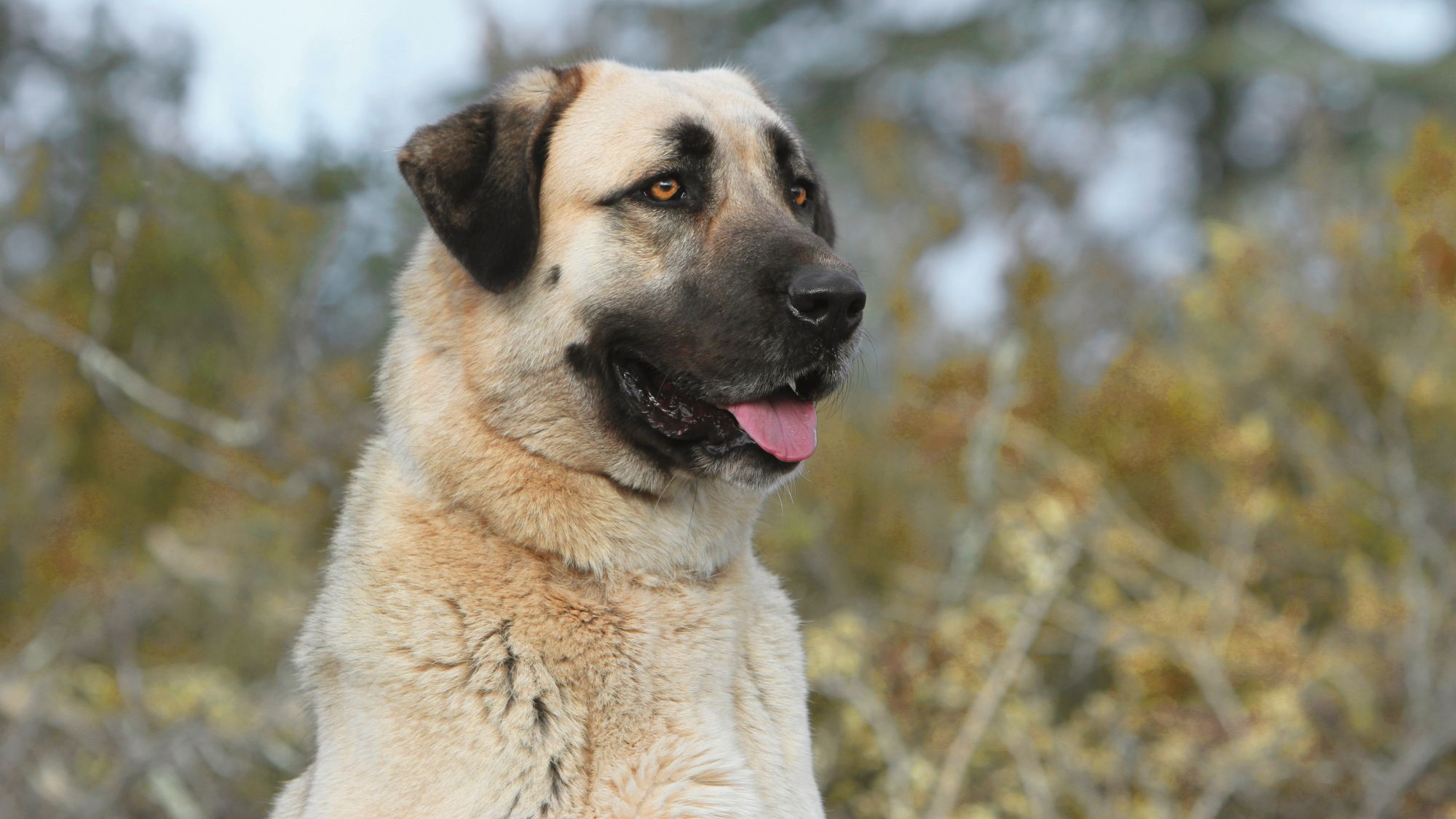 Anatolian Shepherd sat looking into the distance with its tongue out