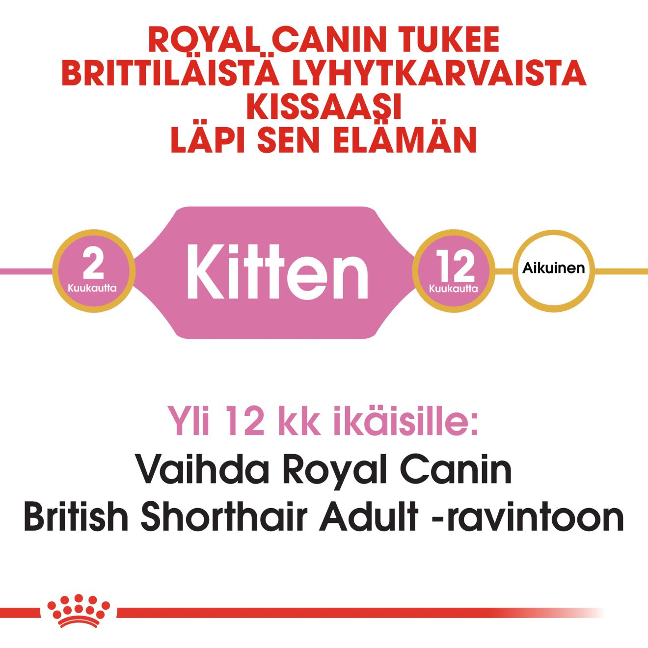 British Shorthair Kitten