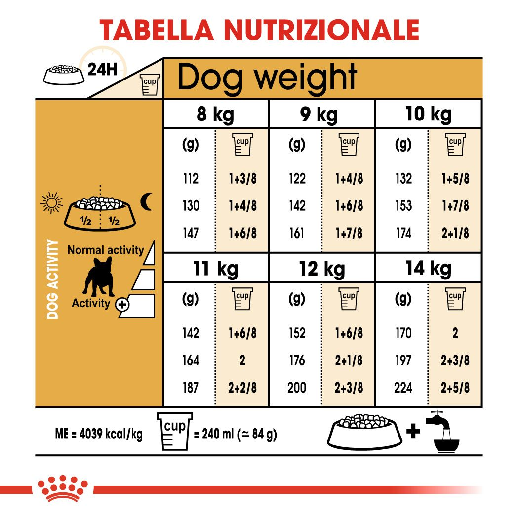 French Bulldog Adult