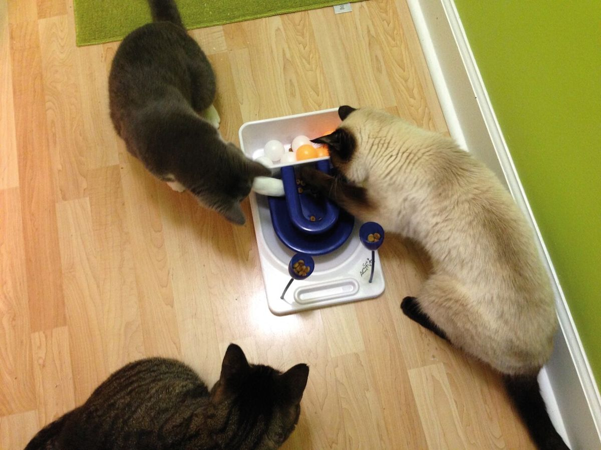 A challenging stationary puzzle that can be used by more than one cat at a time. Here a cat has to use its paws to reach into the object and extract the kibble.