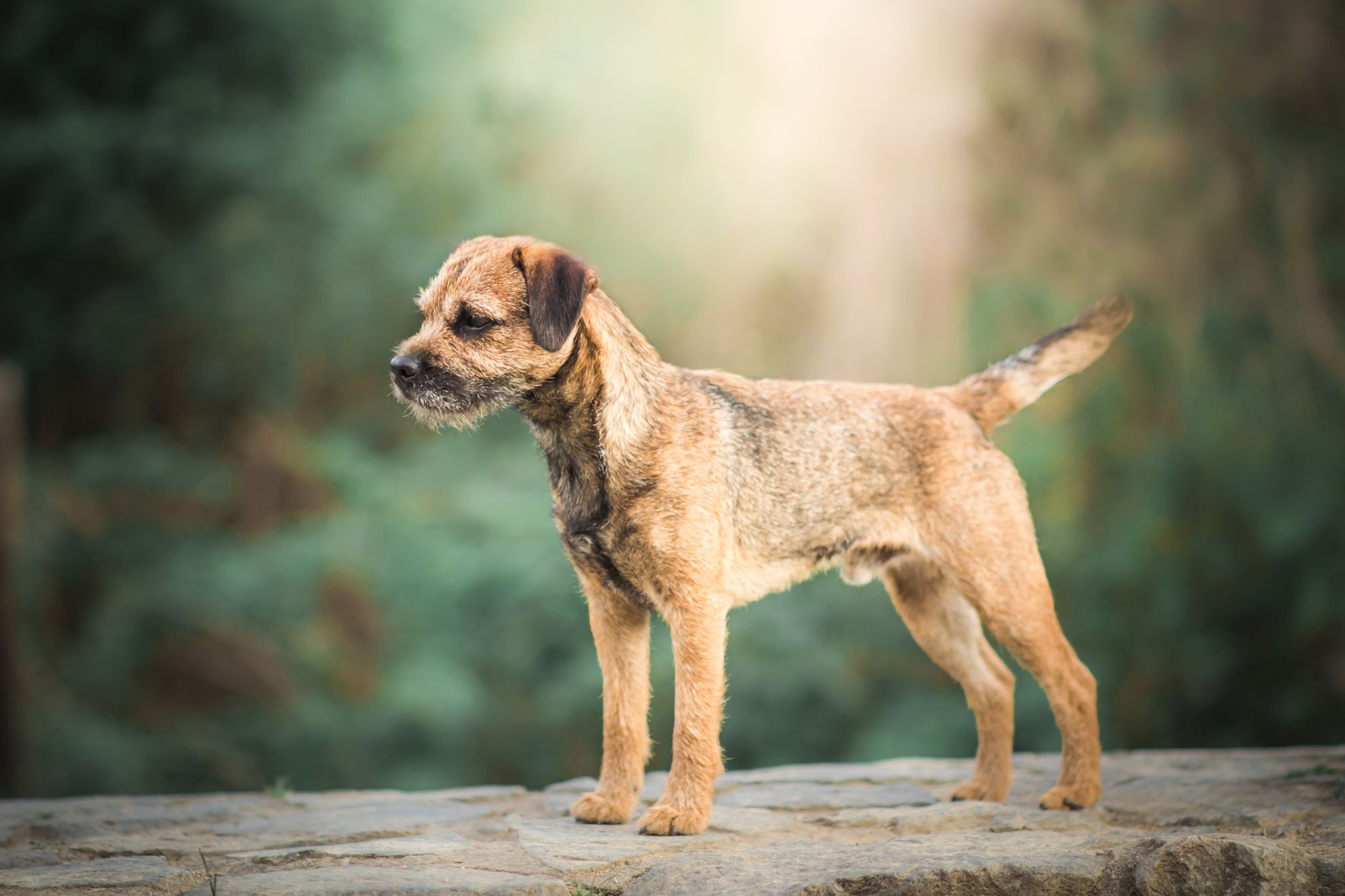 Mannelijke Border Terrier staat