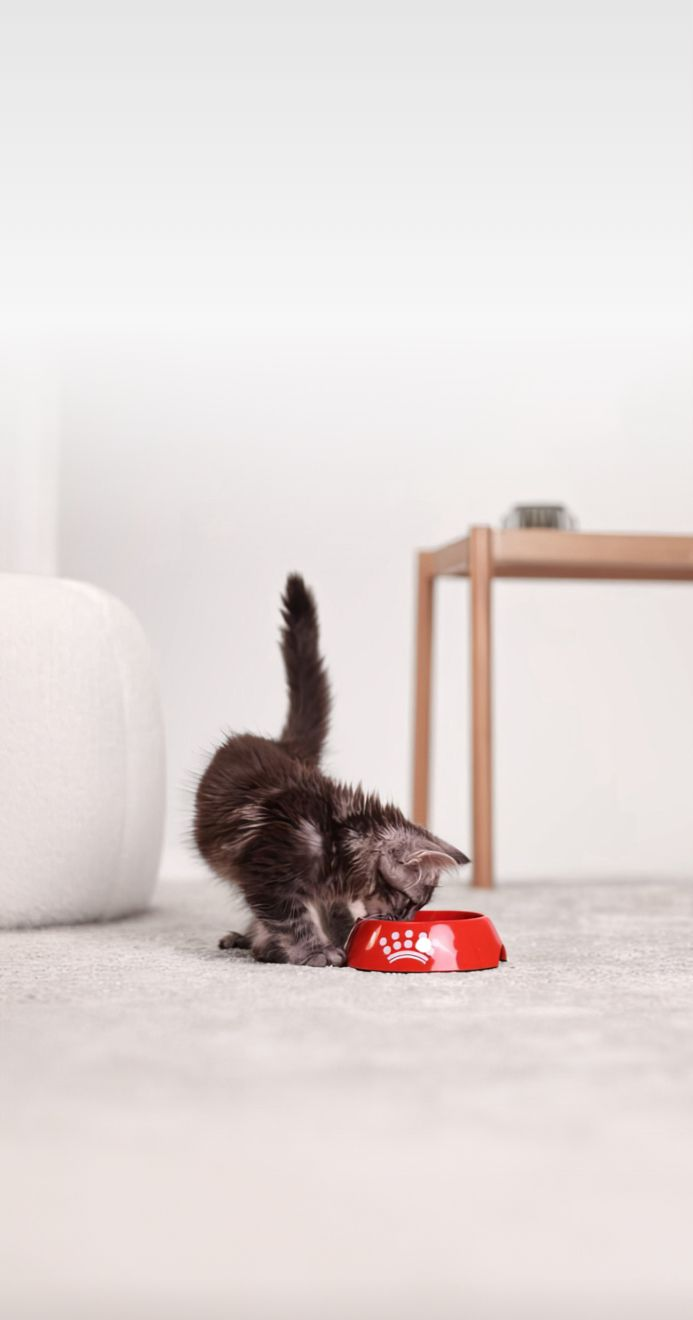 Scopri qual è l'alimento più adatto alle sue esigenze!