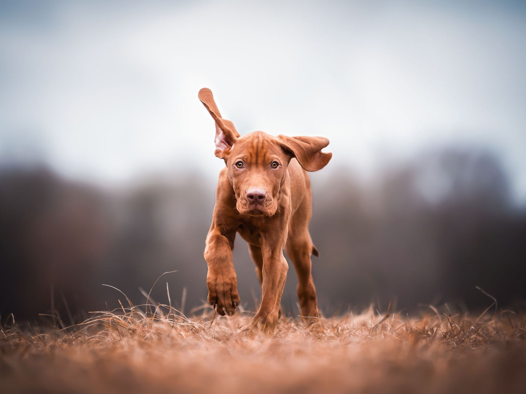 chiot braque hongrois marron en train de courir