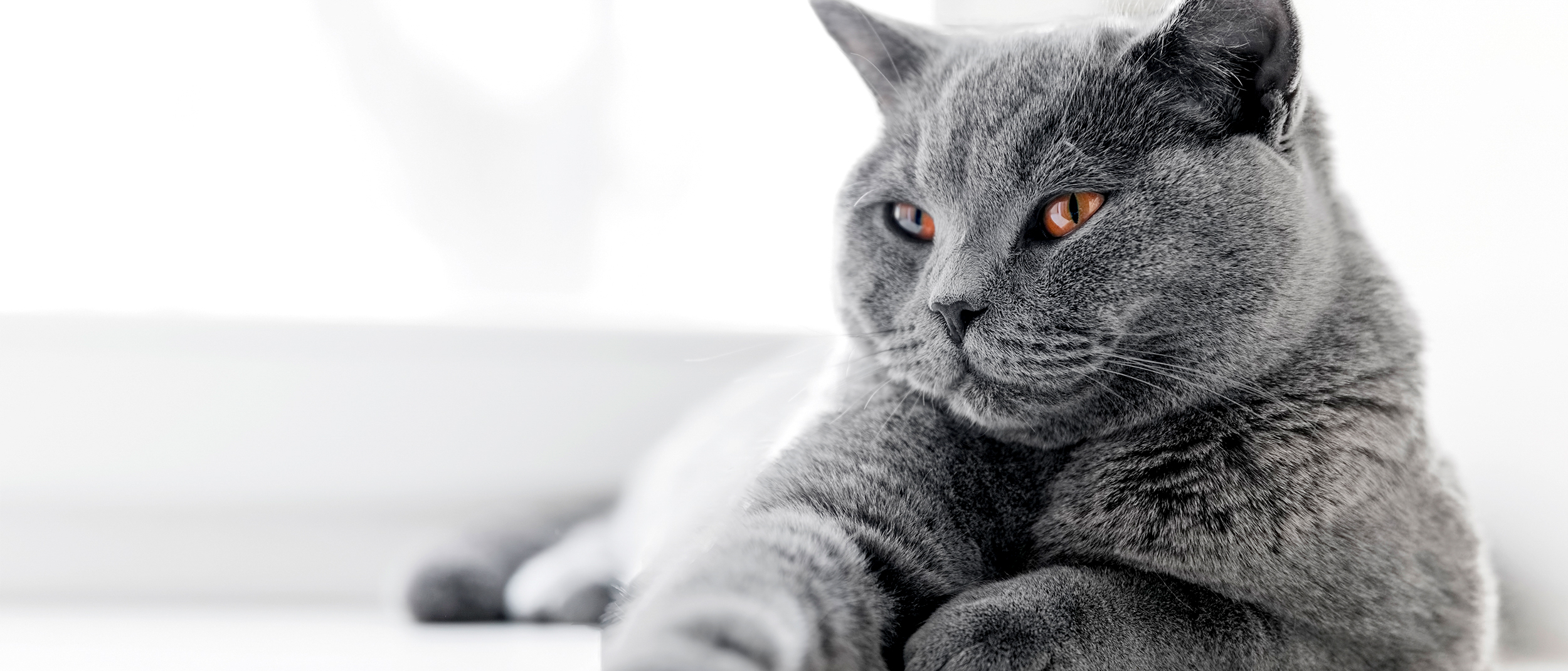 Adult British Shorthair lying down indoors on a windowsill.