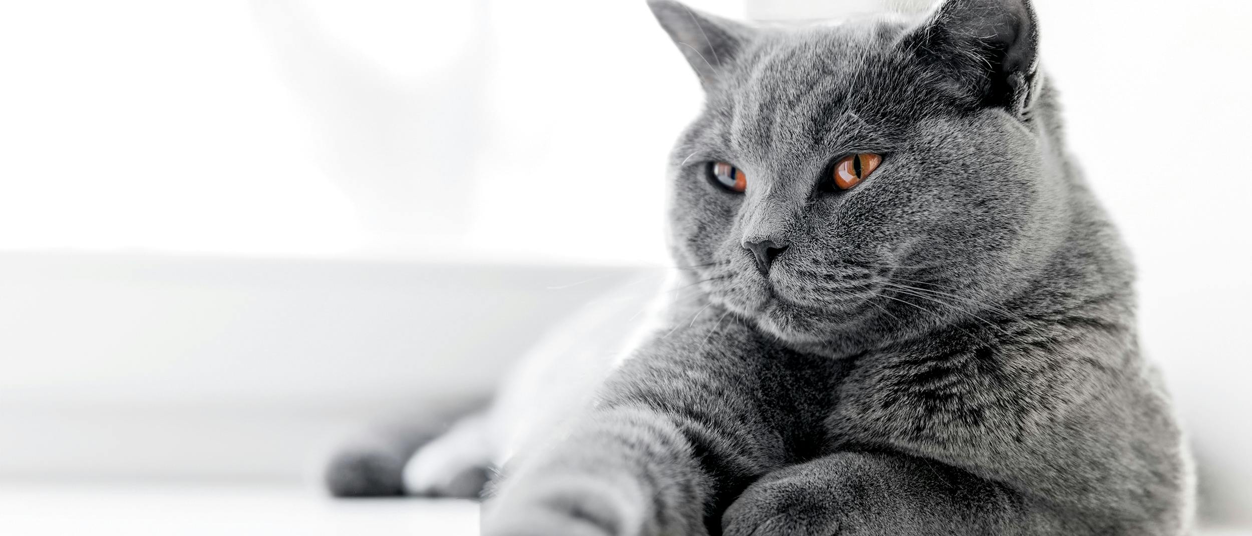 Hangi Kediyi Sahiplenmeliyim Royal Canin