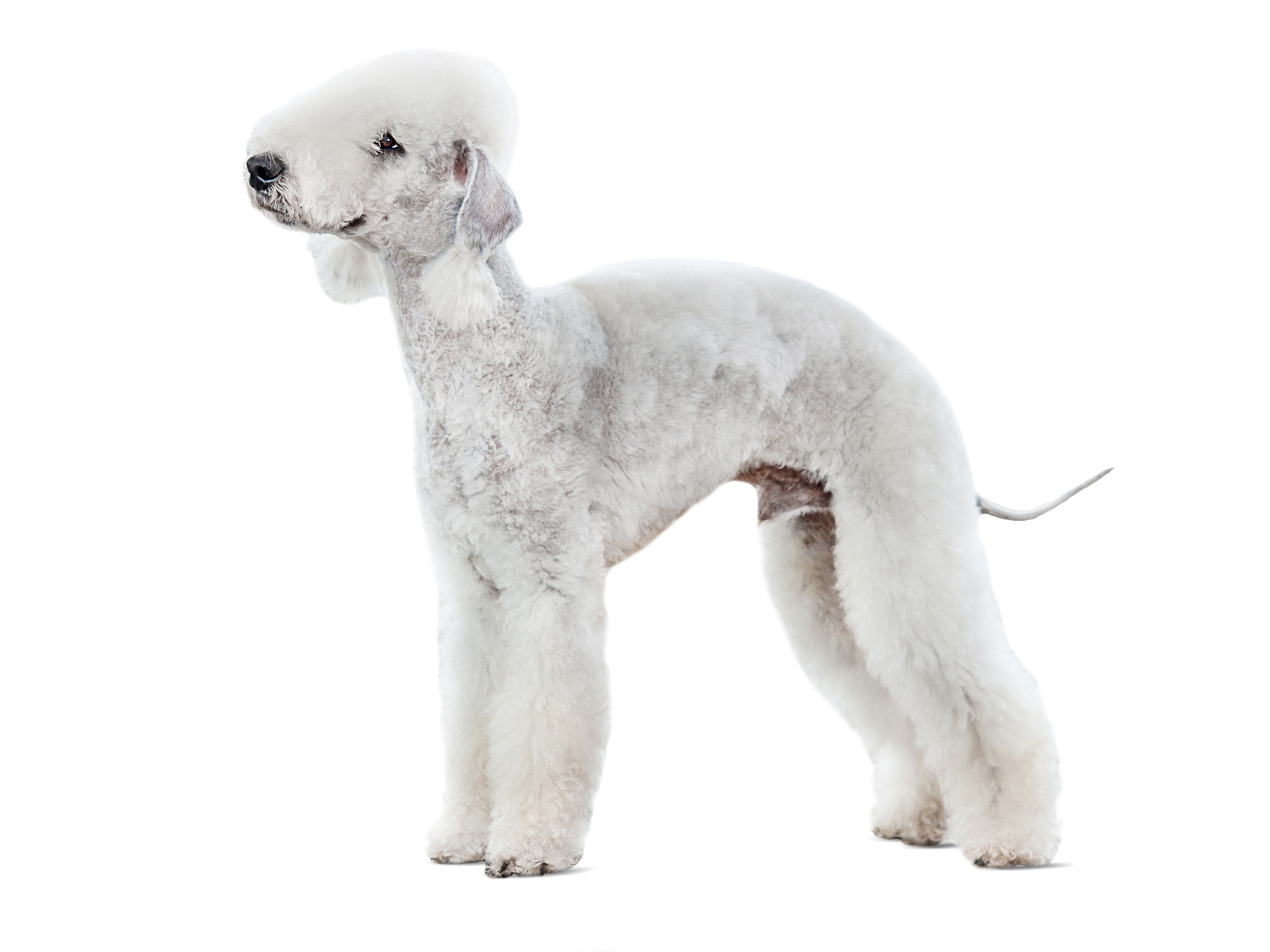 bedlington-terrier-adult-standing