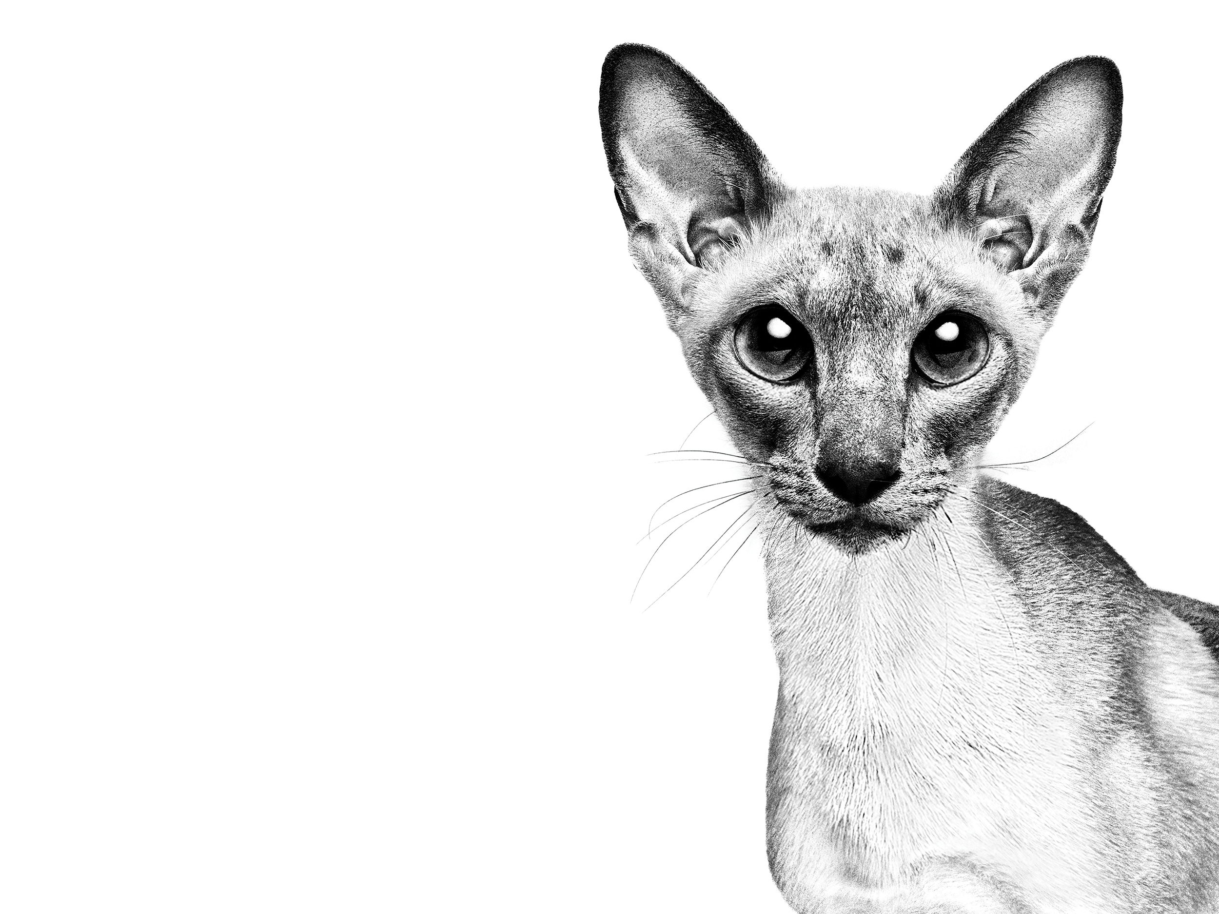 Black and white portrait of a Siamese looking at the camera