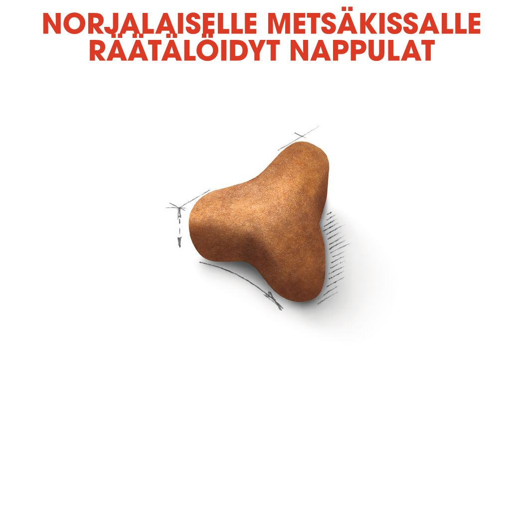 Norwegian Forest Cat Adult