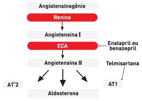 O sistema renina-angiotensina-aldosterona e os locais de ação dos inibidores mais comumente utilizados em gatos