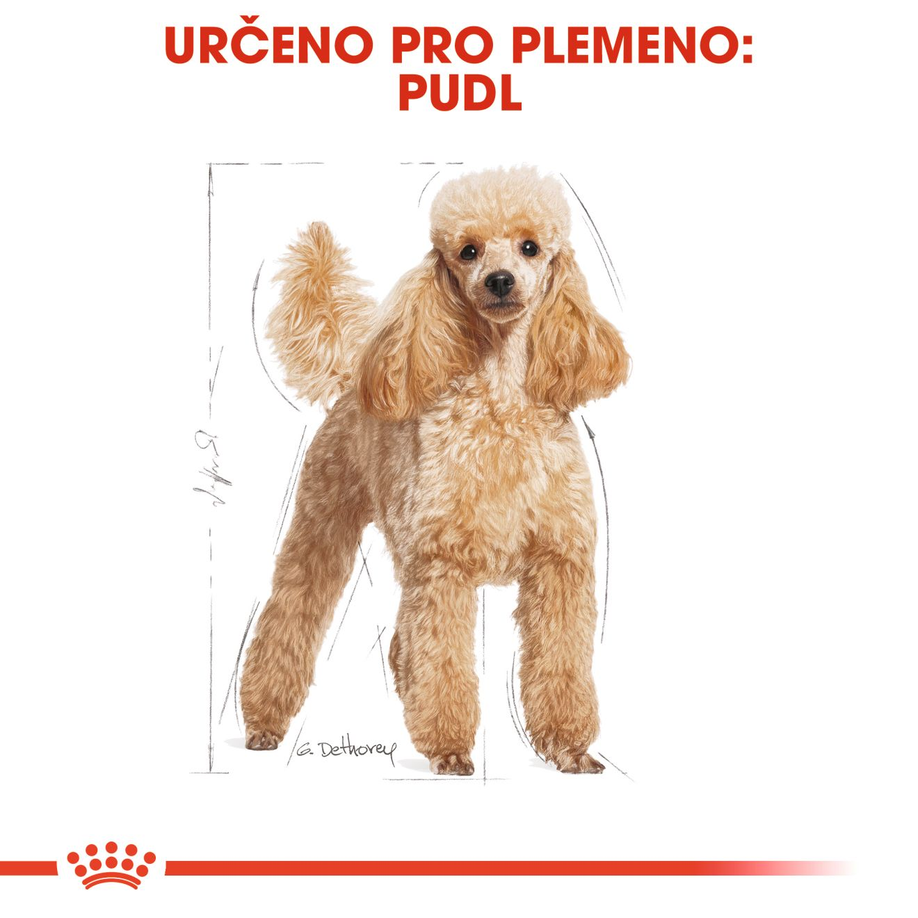 POODLE Adult
