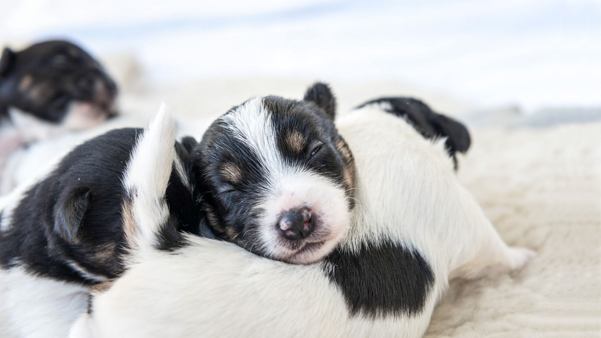 Newborn puppies lying down asleep indoors