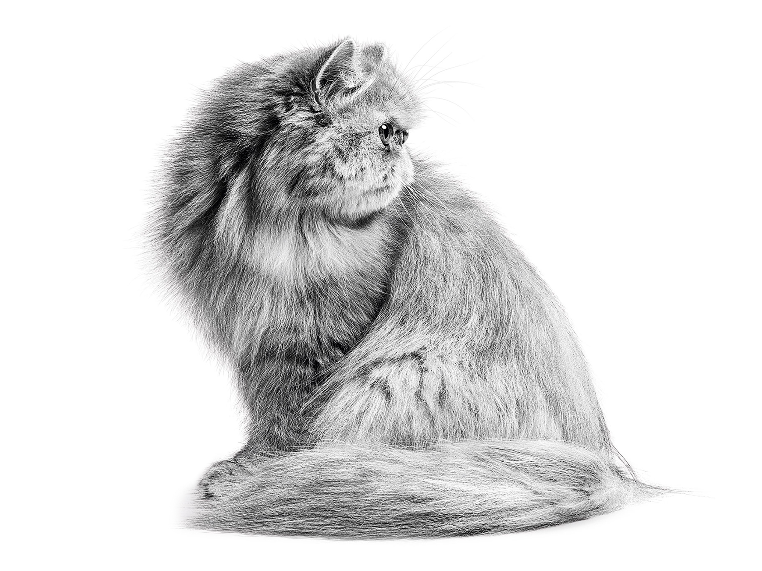 Black and white adult Persian cat sitting