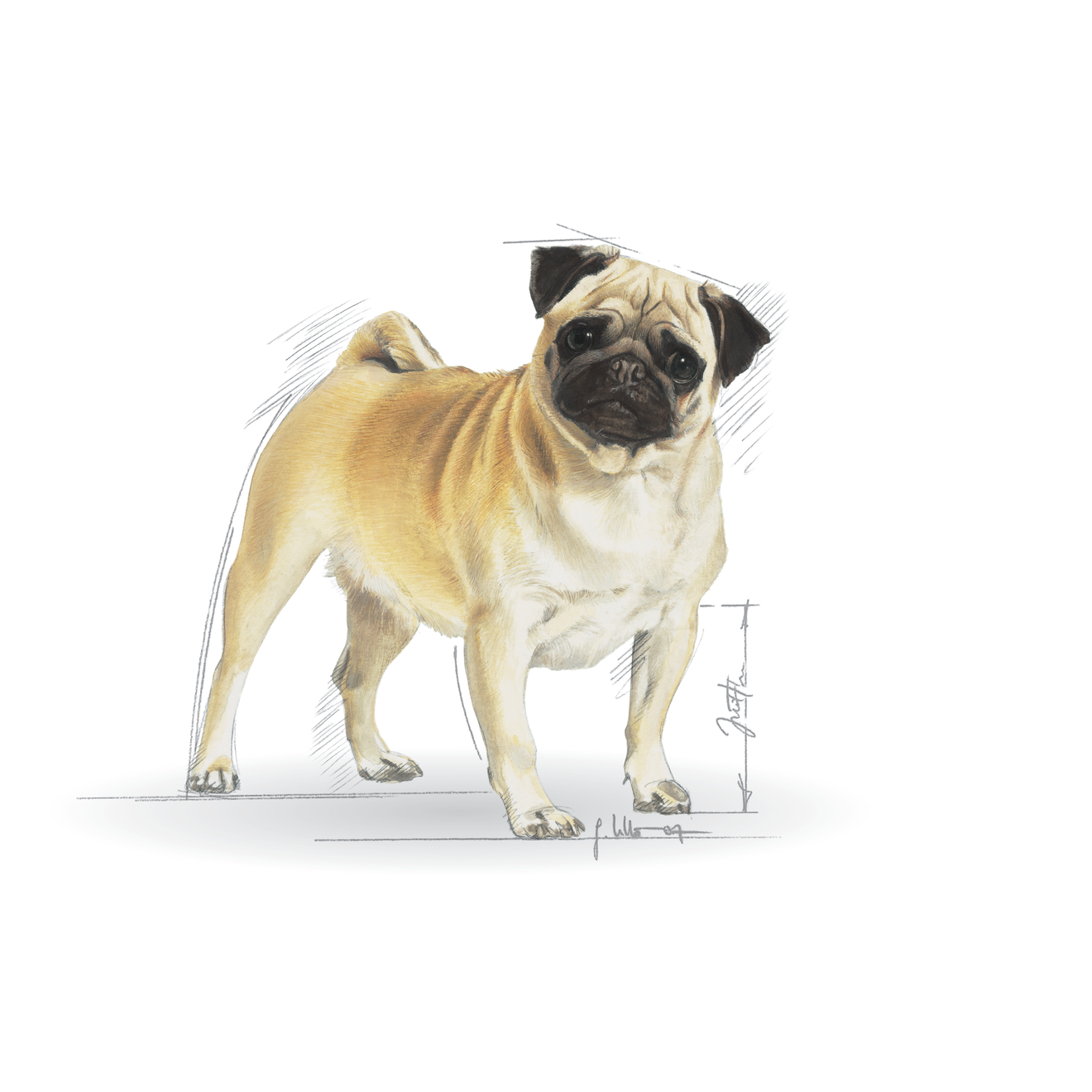 Pets at home royal canin clearance pug