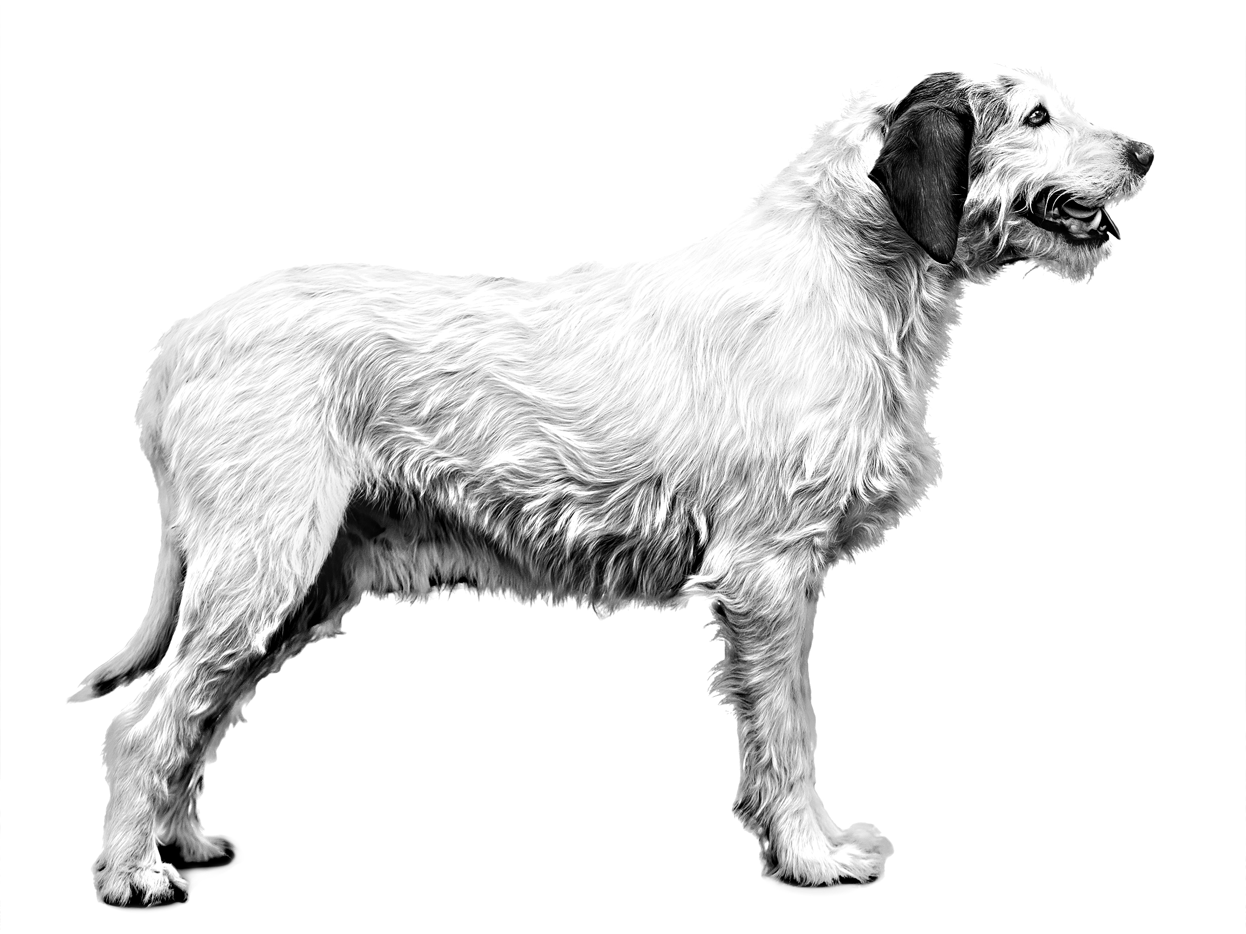 Istrian Wire-Haired Hound adult black and white