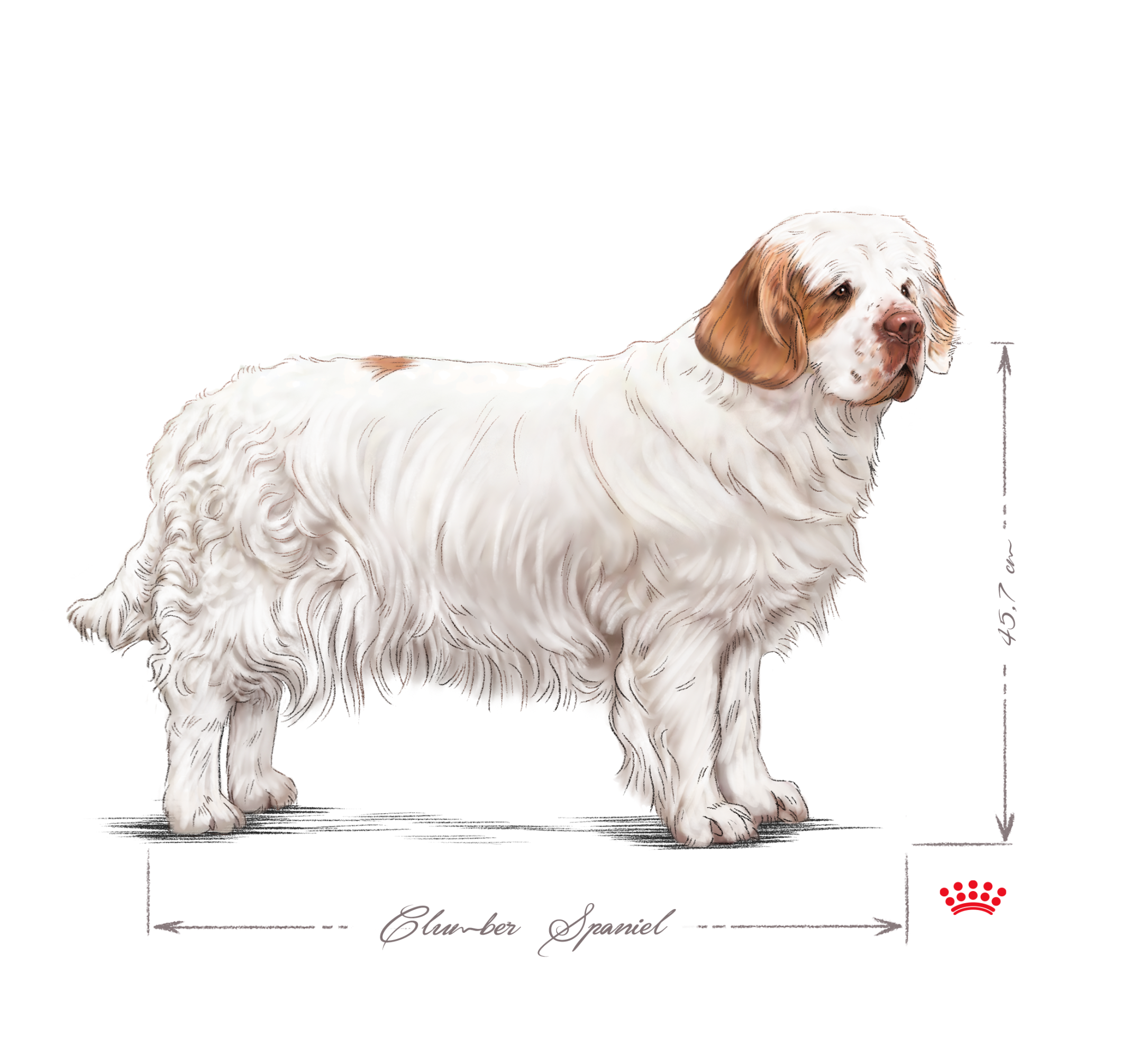 Clumber spaniel black and white