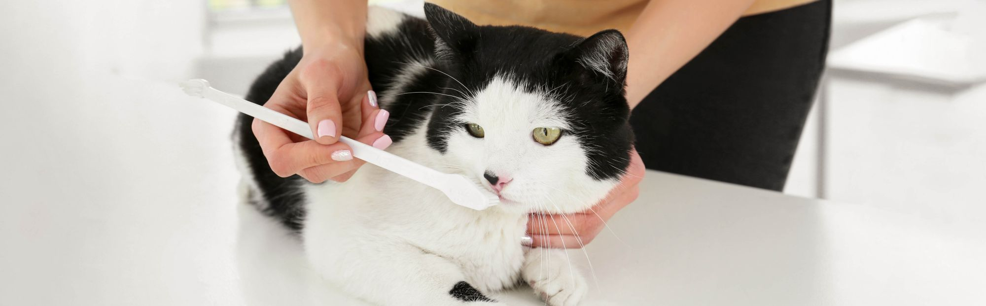Black and white cat getting teeth cleaned