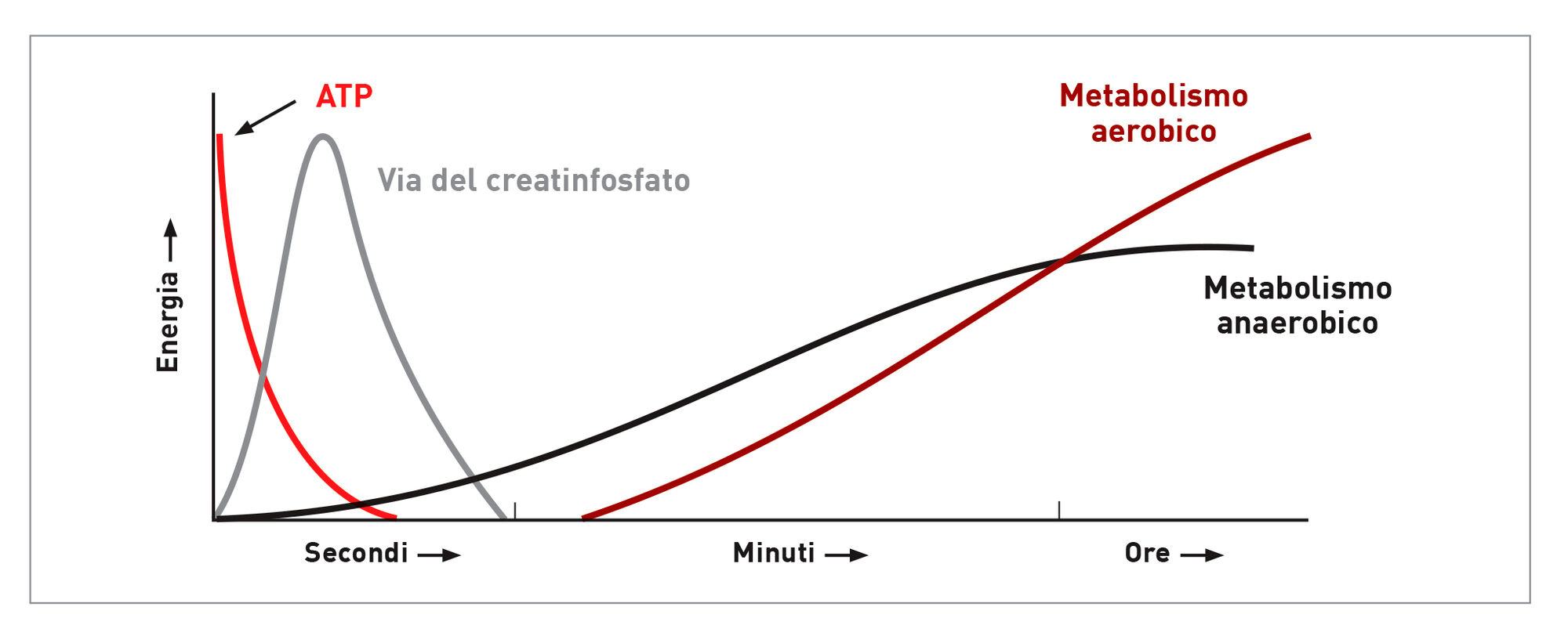 Grafico che mostra le varie fonti di energia utilizzate nel tempo durante l'esercizio fisico.