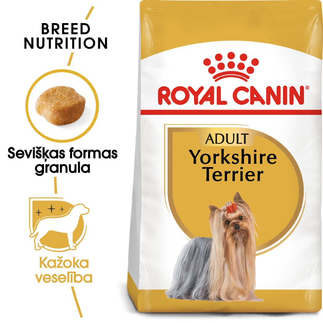 Yorkshire Terrier Adult