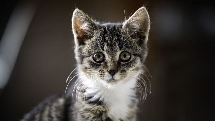 Portret van een gestreepte kitten binnenshuis