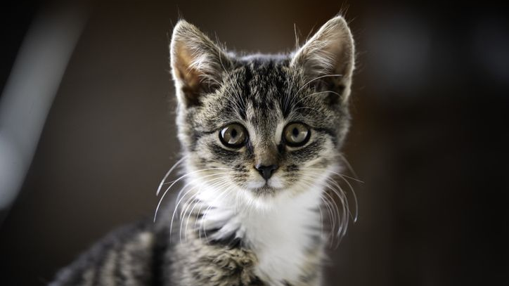 Portrett av en tabby-kattunge i hjemmet