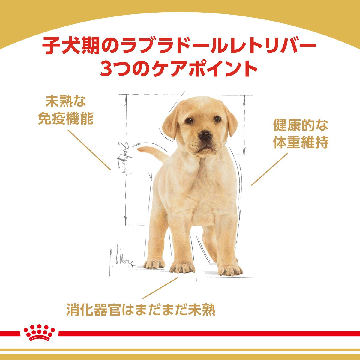 ラブラドールレトリバー 子犬用