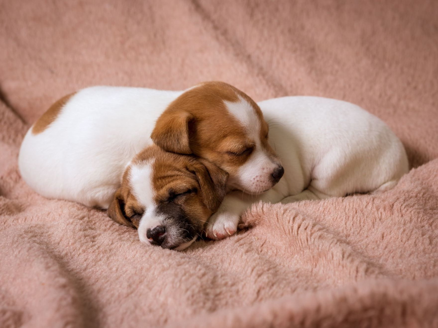 Chiots jack russell en train de dormir