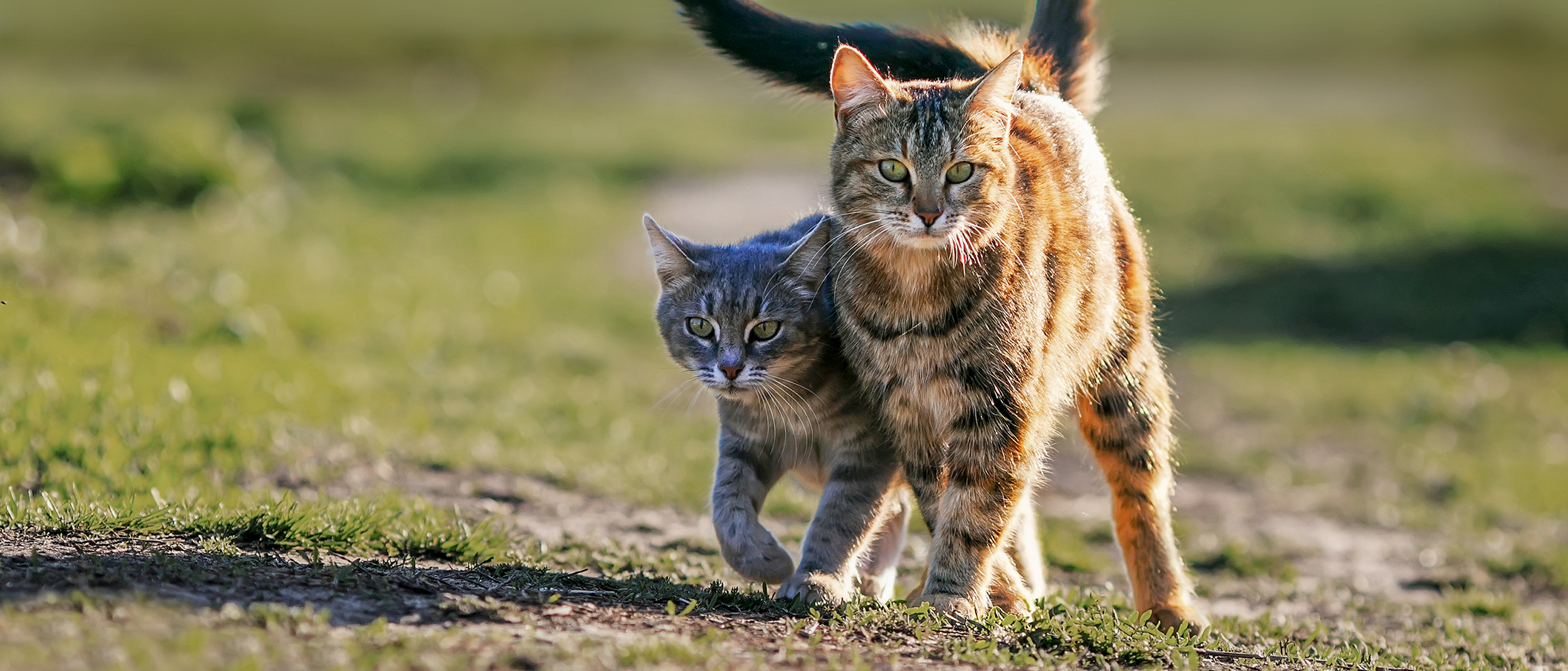 Two adult cats walking together in a field.