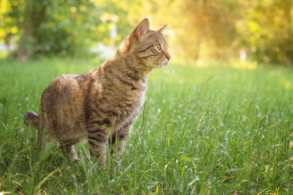 Eine Hauskatze steht in einer Wiese und schaut aufmerksam nach rechts.