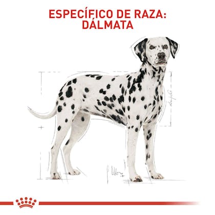BHN Dalmatian Adult Colombia 4