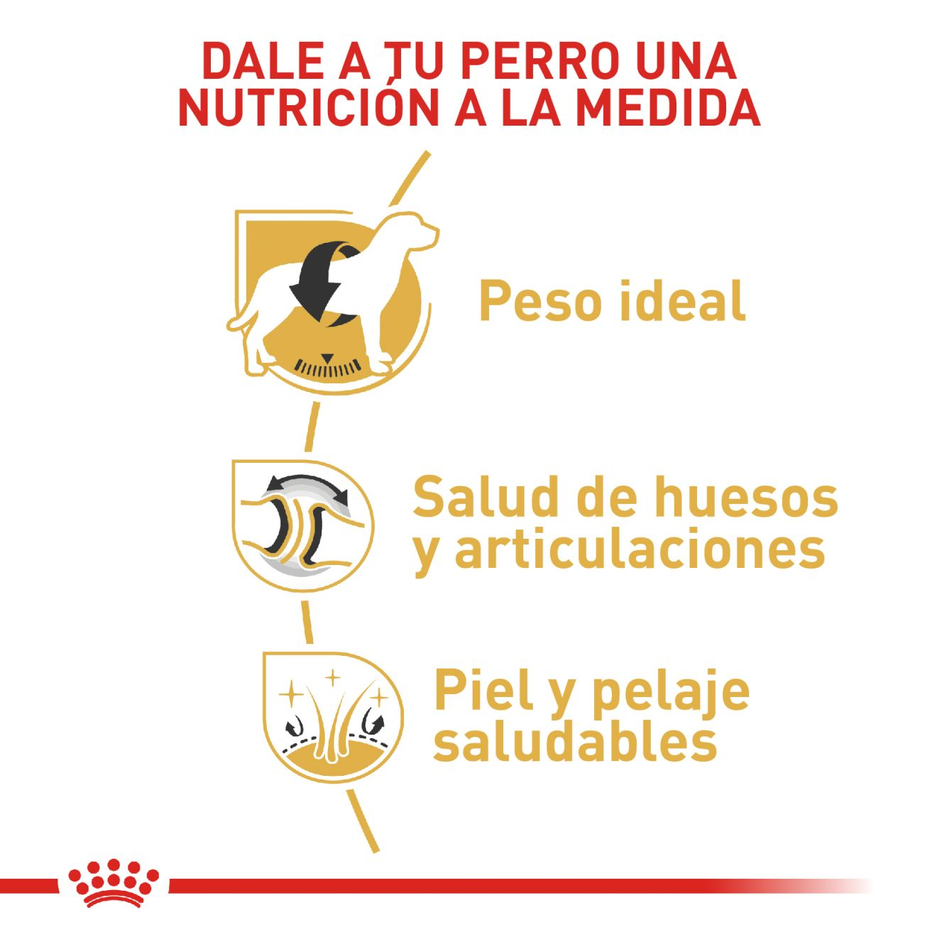 Labrador Retriever Adulto